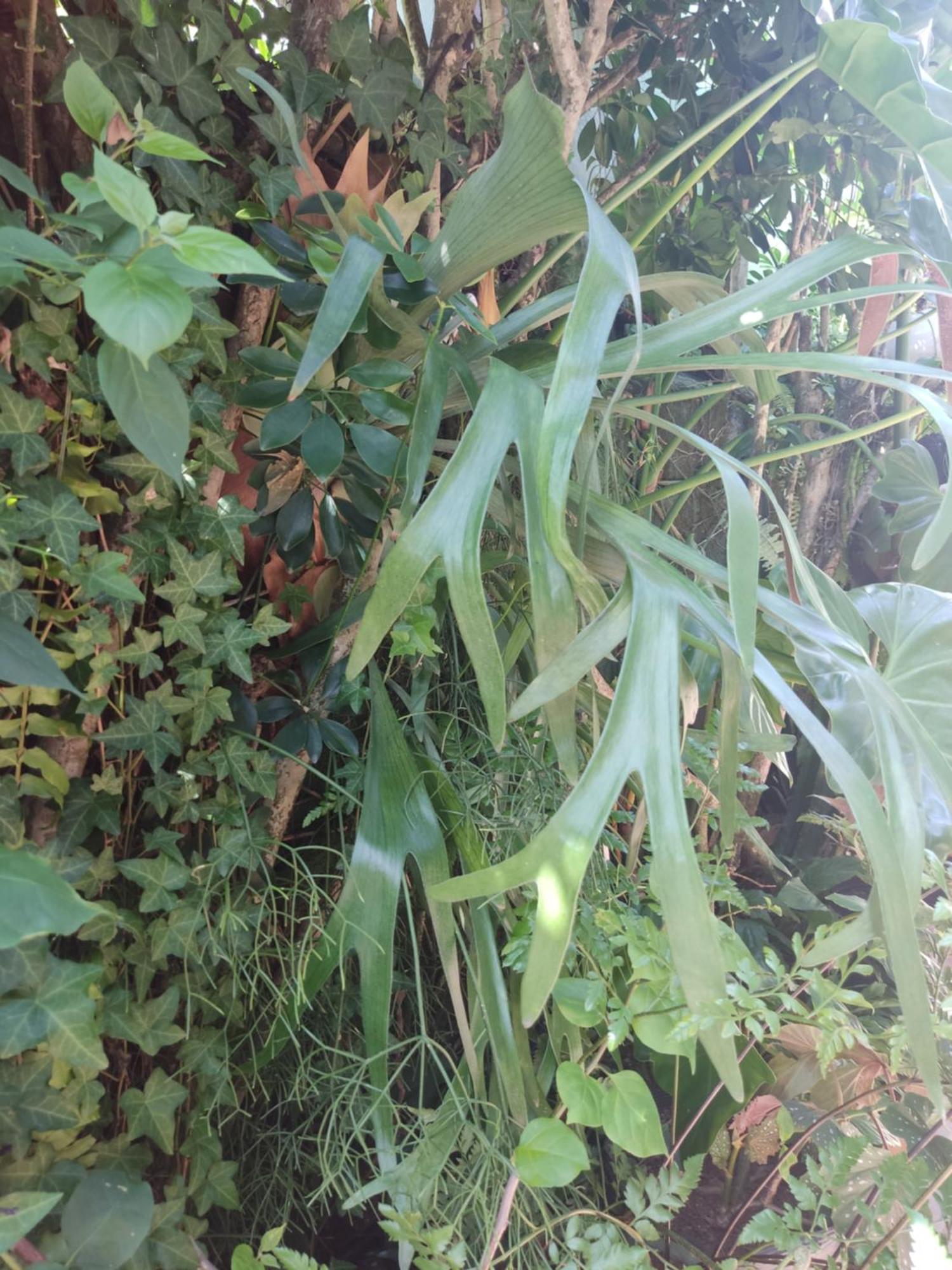 Recanto Toca das Plantas de Ilhabela I Habitación foto